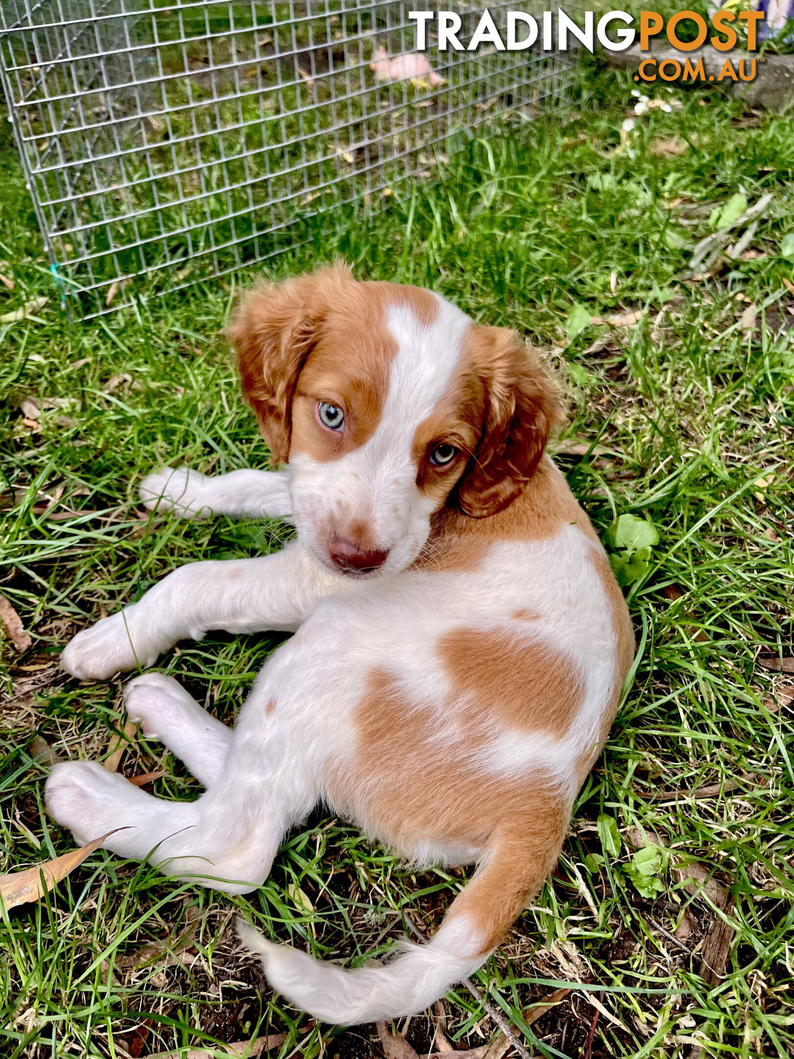 BRITTANY SPANIEL PUPPIES