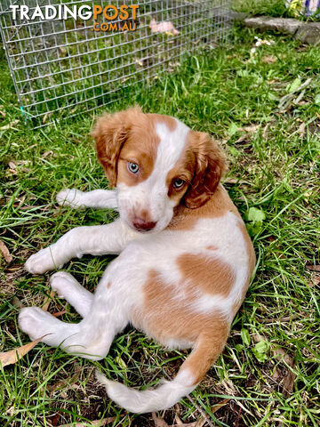 BRITTANY SPANIEL PUPPIES