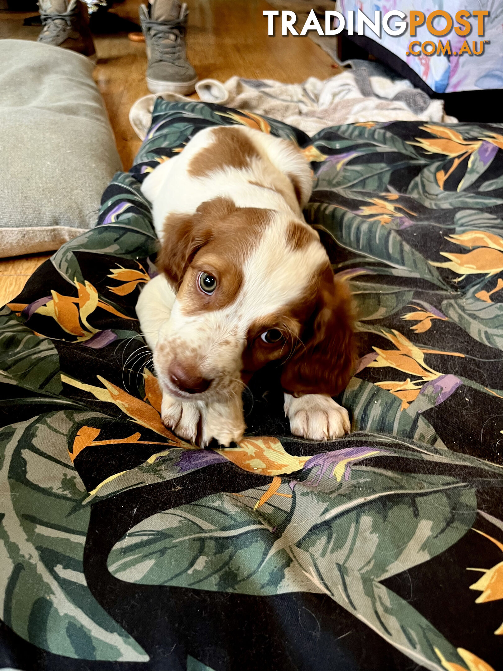 BRITTANY SPANIEL PUPPIES