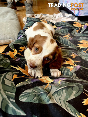 BRITTANY SPANIEL PUPPIES