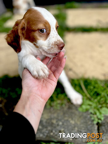 BRITTANY SPANIEL PUPPIES