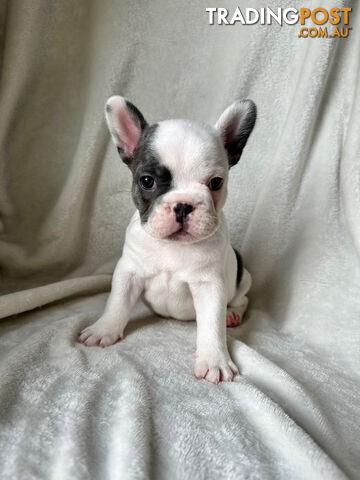 French Bulldog Puppies