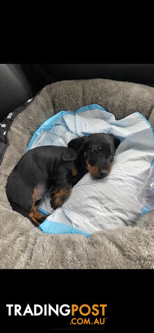 Dashshund puppy black and tan-female