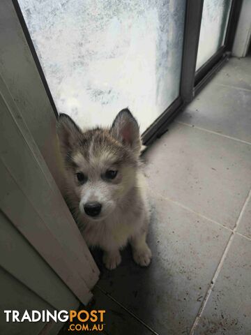 Alaskan Malamute Puppies for sale