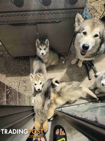 Alaskan Malamute Puppies for sale