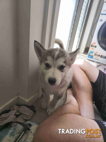 Alaskan Malamute Puppies for sale