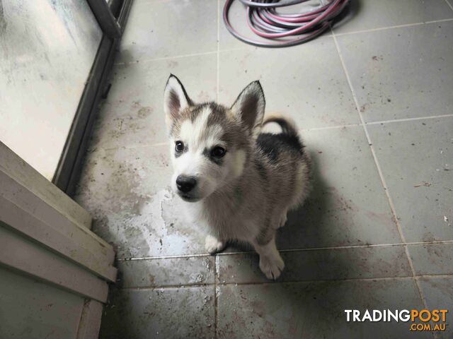 Alaskan Malamute Puppies for sale