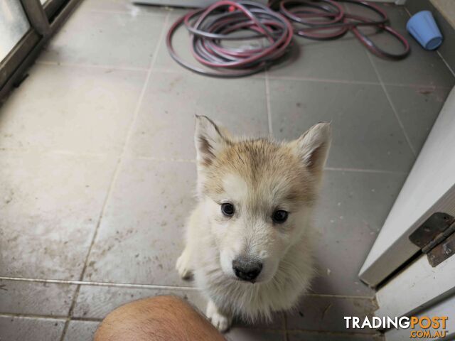 Alaskan Malamute Puppies for sale