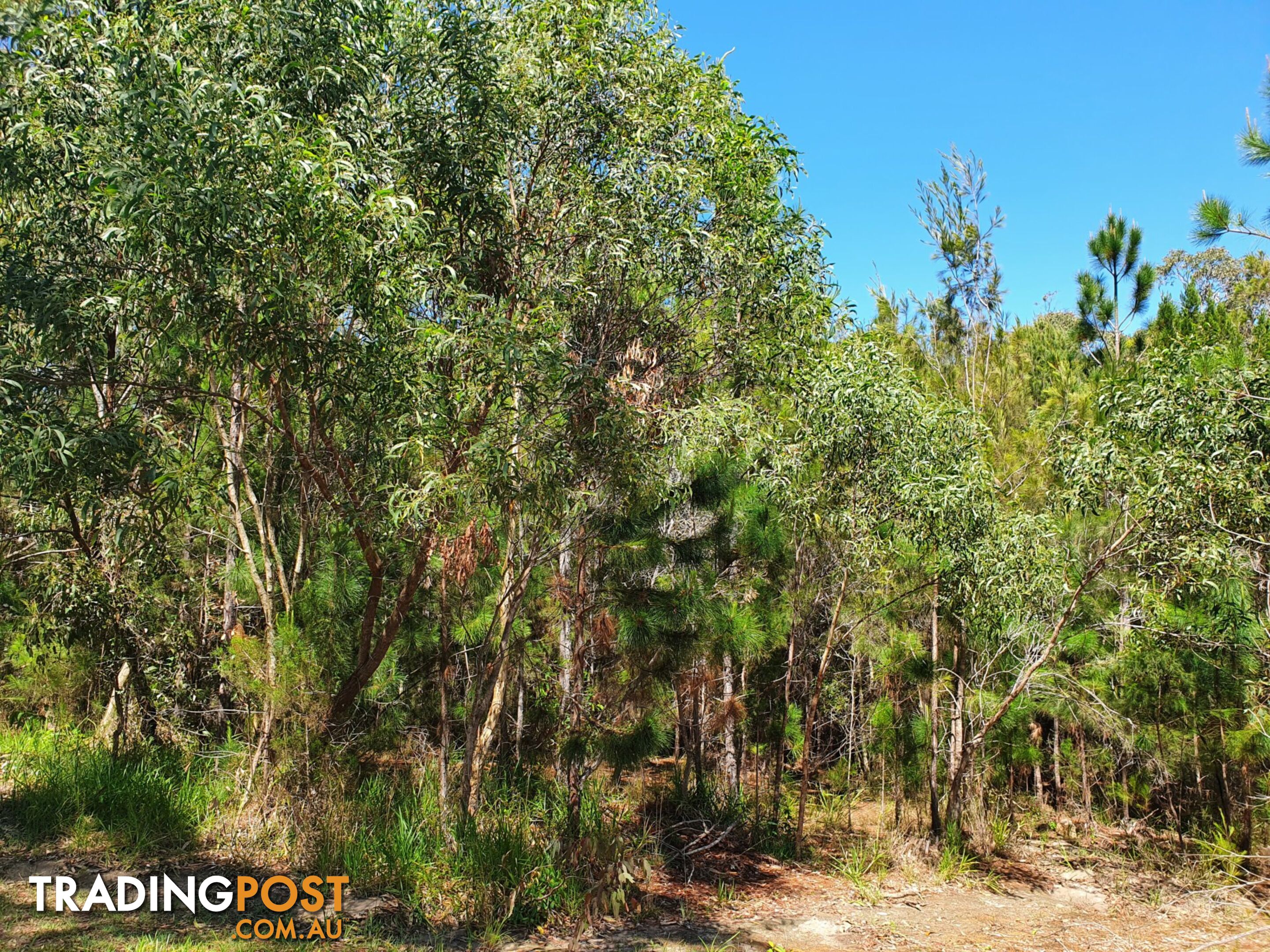 19 Piccaninny Street MACLEAY ISLAND QLD 4184