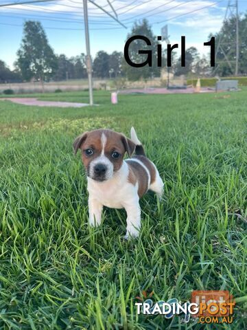 Beautiful litter of Purebred Jack Russell puppies for sale. Ready to go to their forever homes.