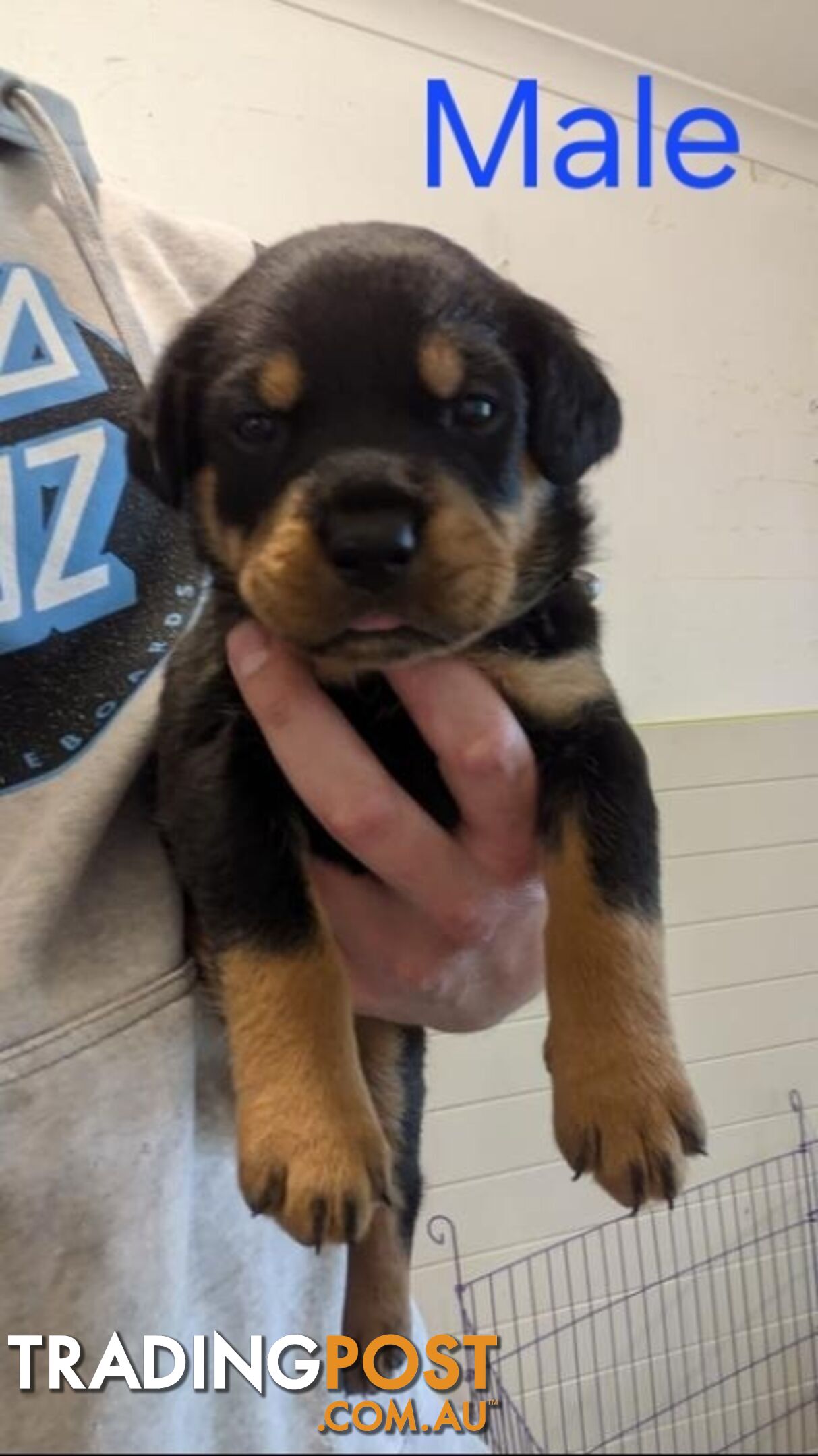 Rottweiler Puppies