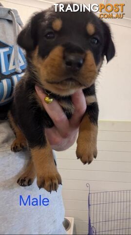 Rottweiler Puppies