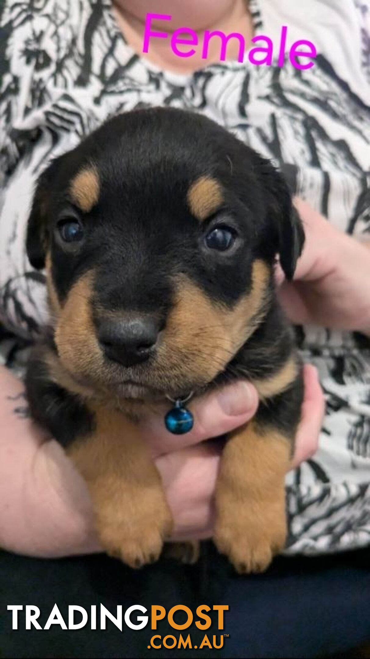 Rottweiler Puppies