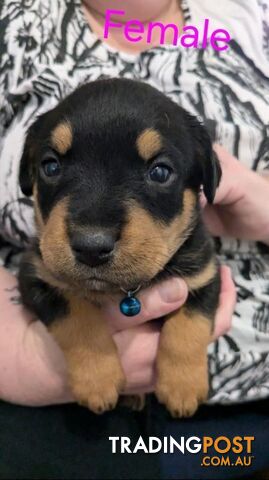 Rottweiler Puppies