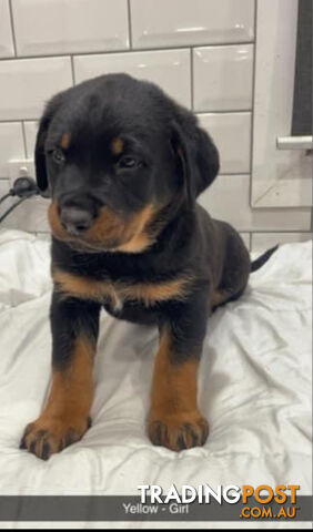 Rottweiler