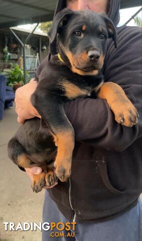 Rottweiler