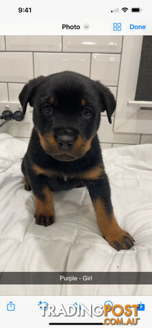 Rottweiler