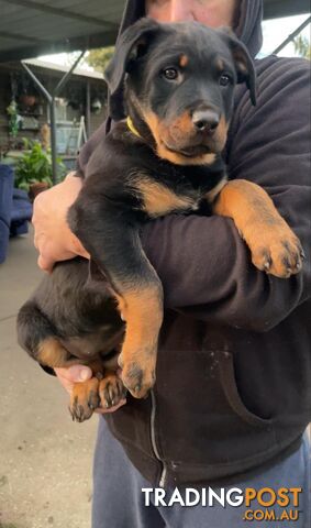 Rottweiler