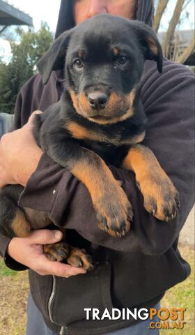 Rottweiler