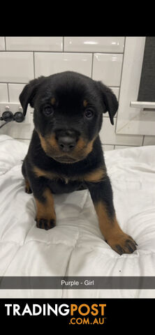 Rottweiler