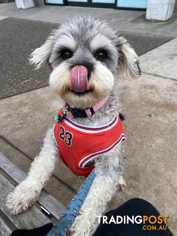 Miniature Schnauzer Stud Dog — Not for Sale