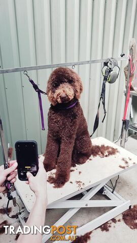 Chocolate Standard Poodle Stud