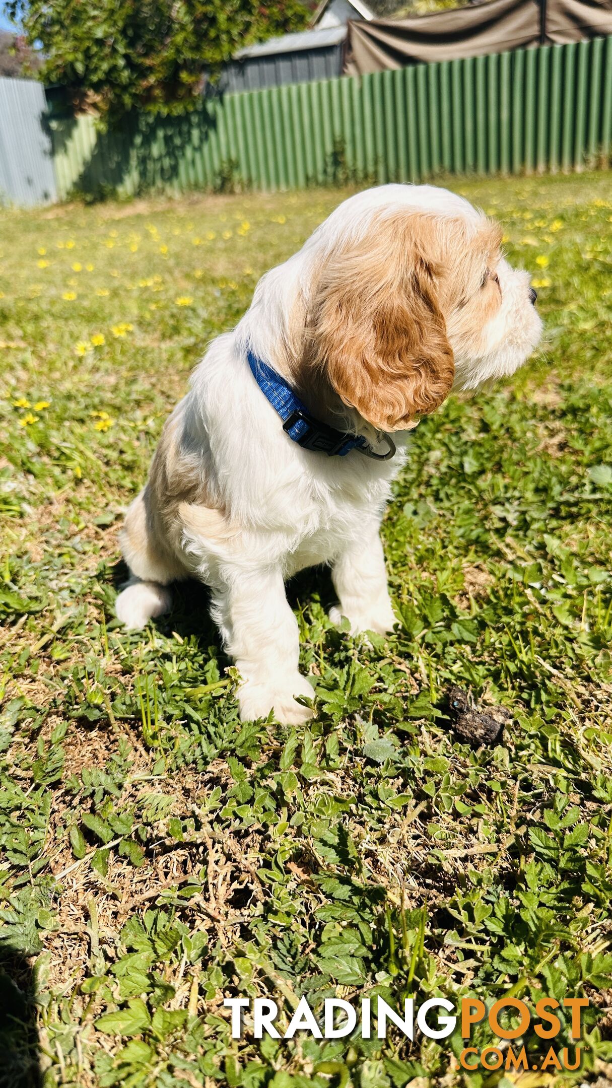 Cavalier King Charles puppies