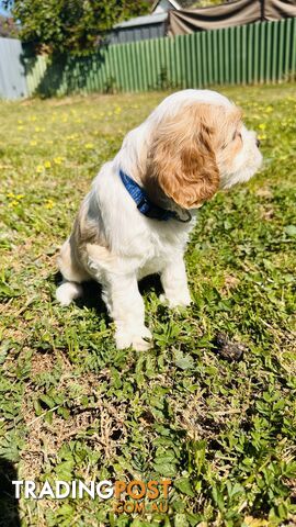 Cavalier King Charles puppies