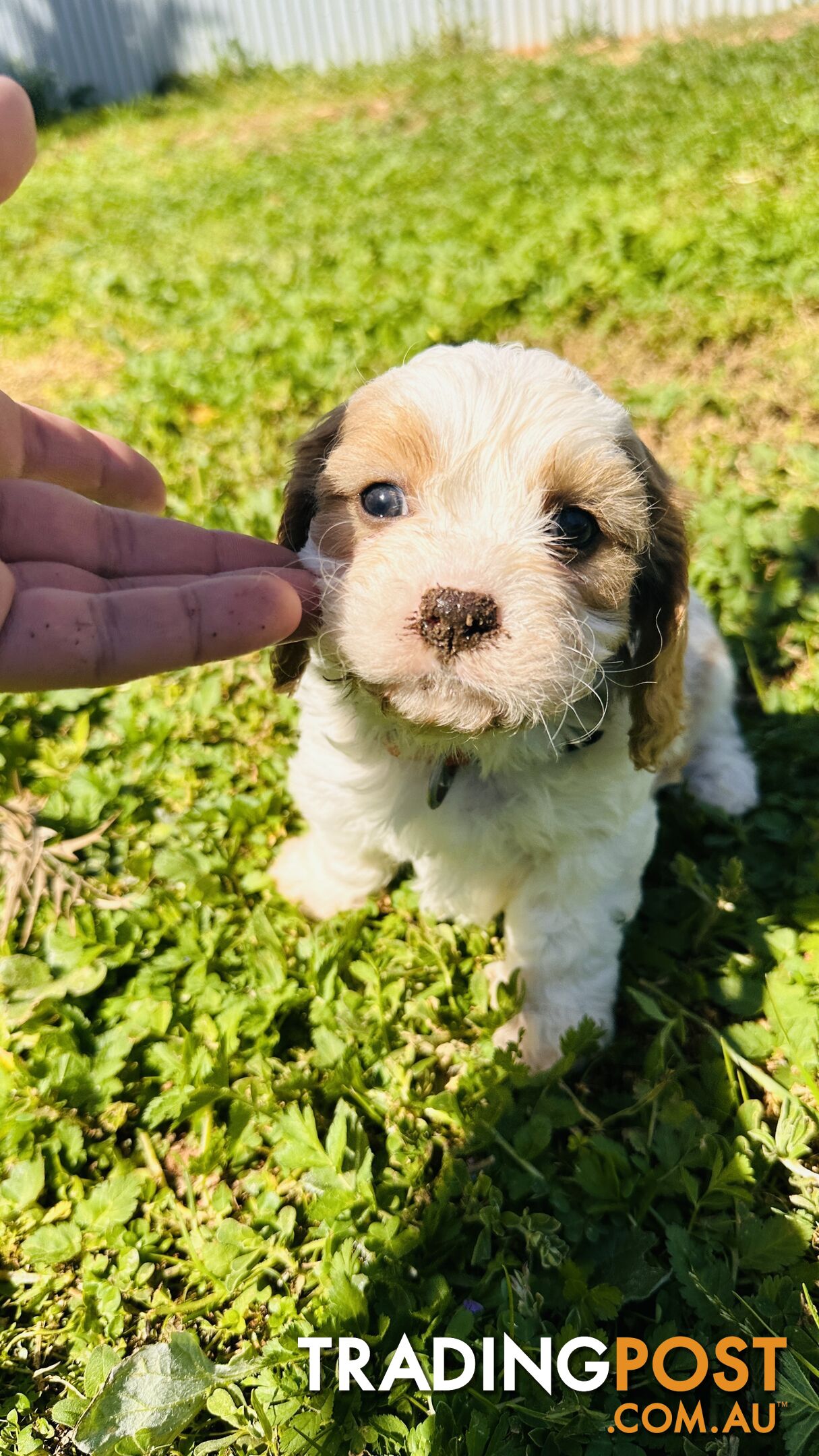 Cavalier King Charles puppies