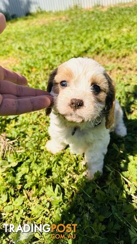 Cavalier King Charles puppies