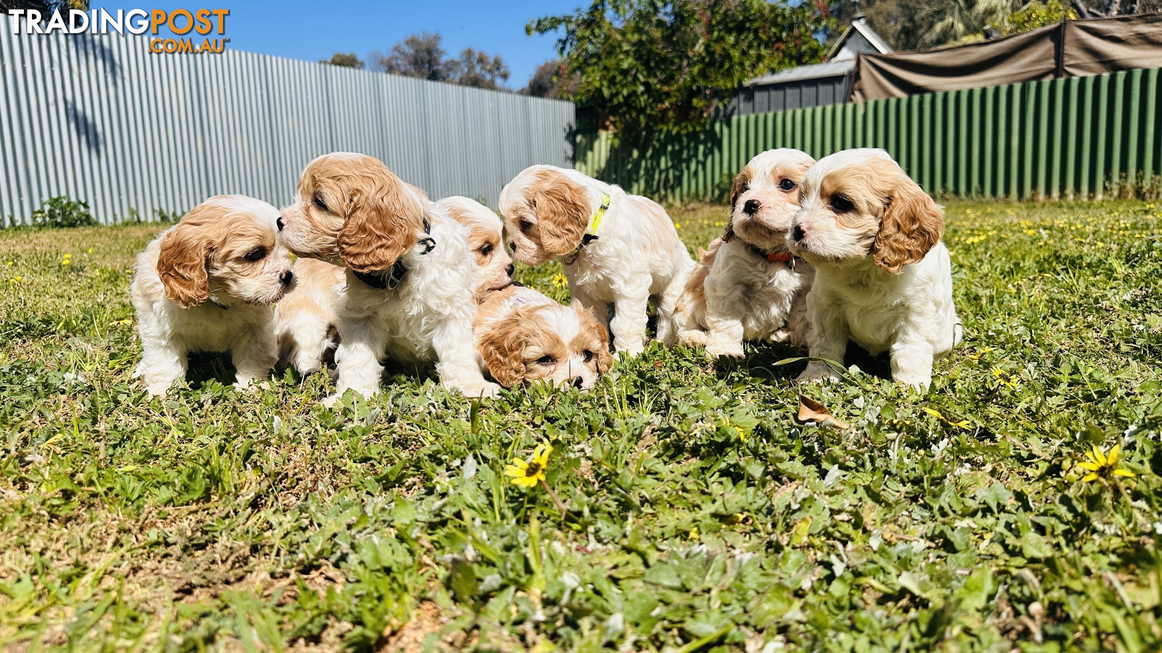 Cavalier King Charles puppies