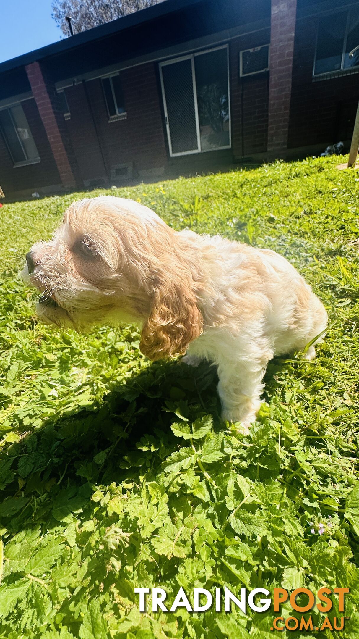 Cavalier King Charles puppies