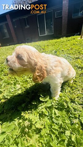 Cavalier King Charles puppies