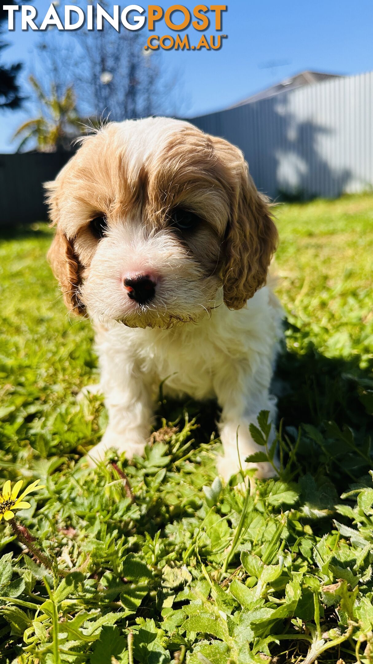 Cavalier King Charles puppies