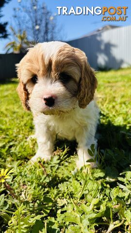 Cavalier King Charles puppies