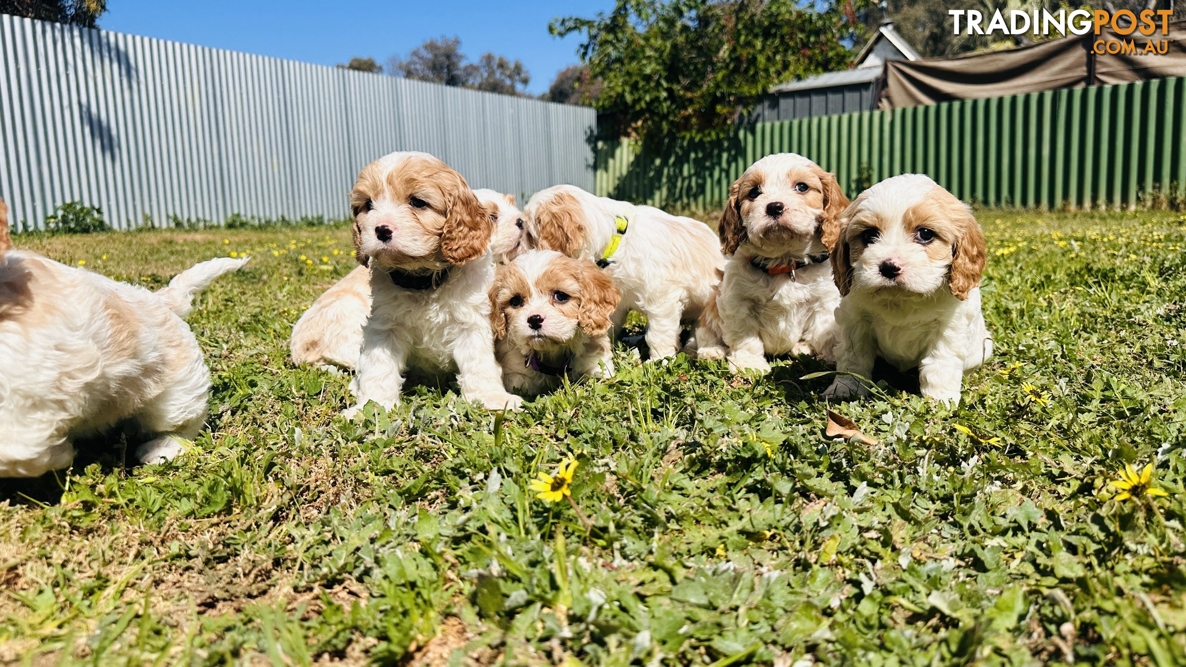 Cavalier King Charles puppies