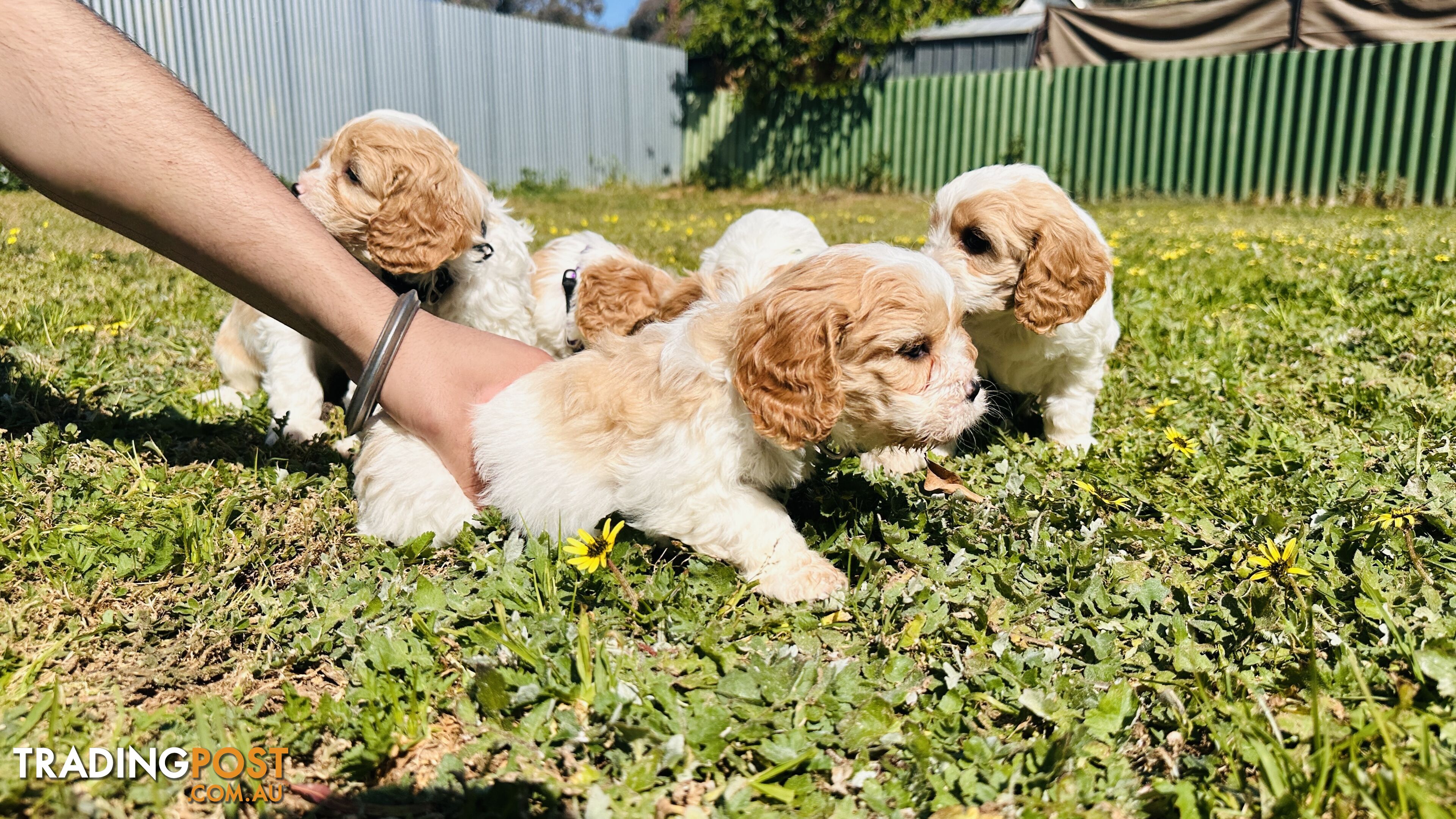 Cavalier King Charles puppies