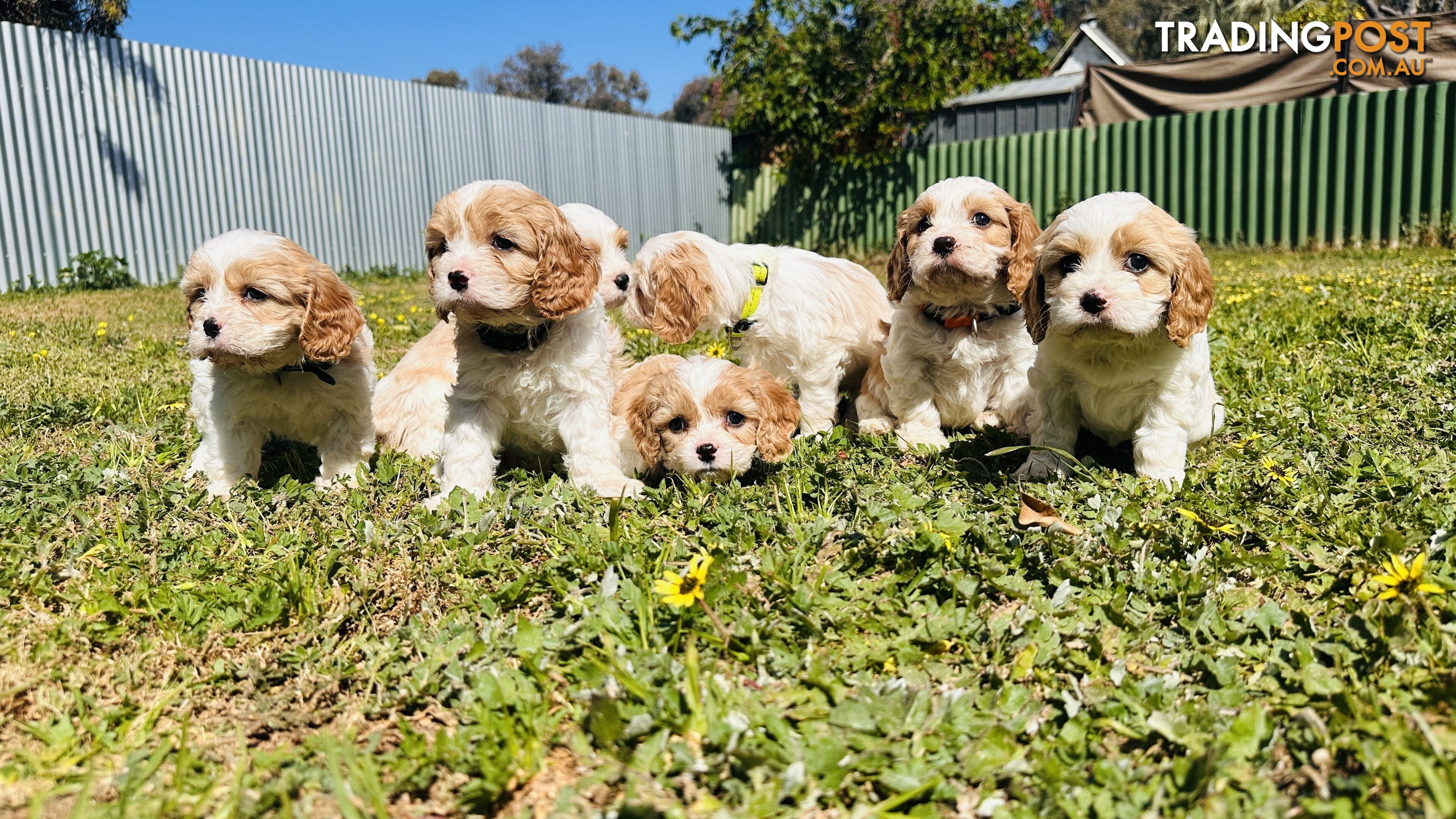 Cavalier King Charles puppies