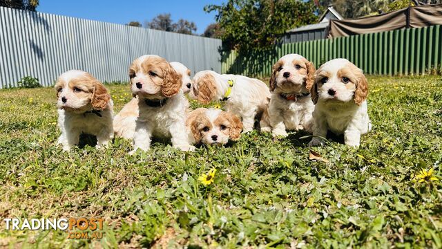 Cavalier King Charles puppies