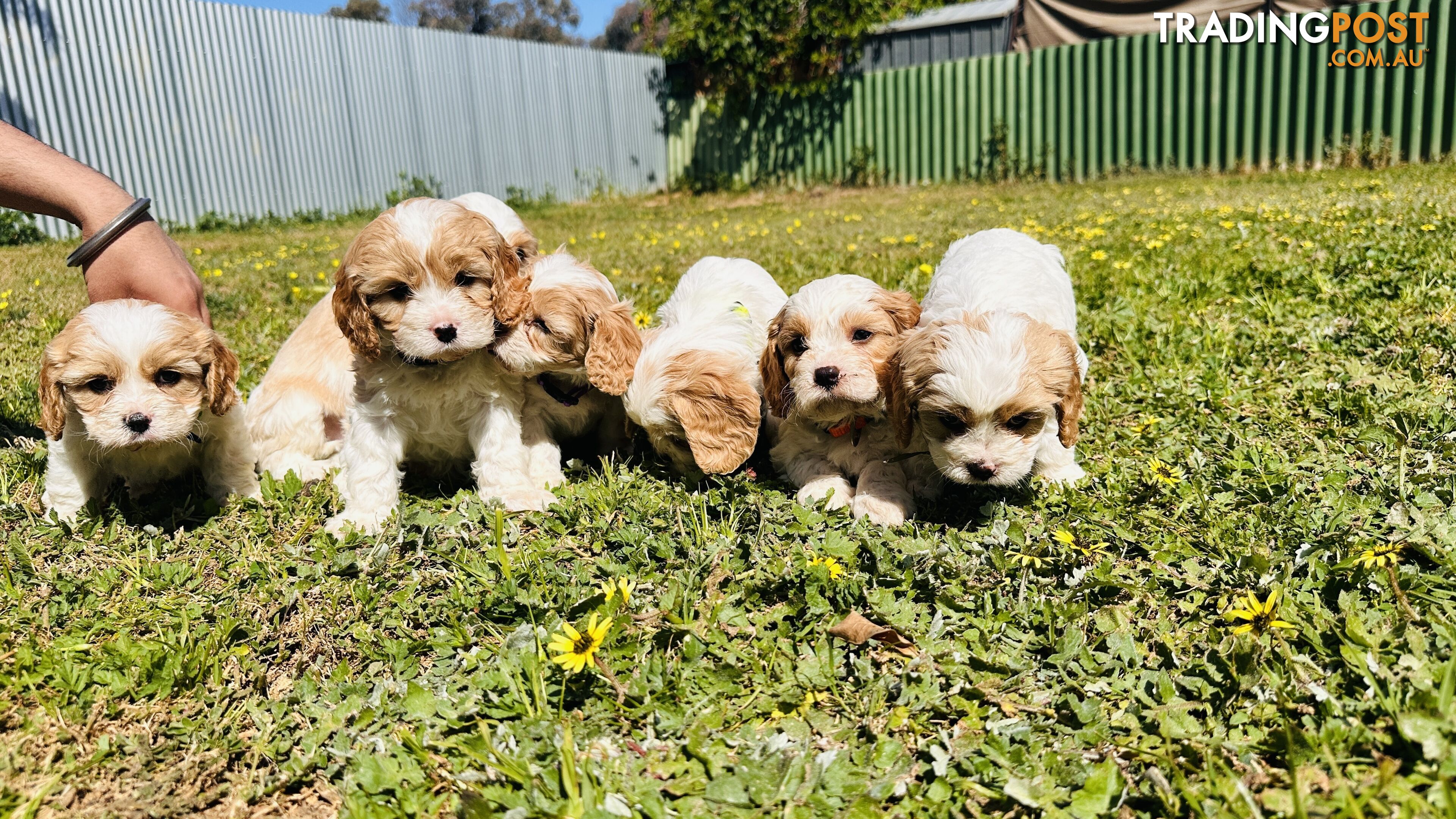 Cavalier King Charles puppies