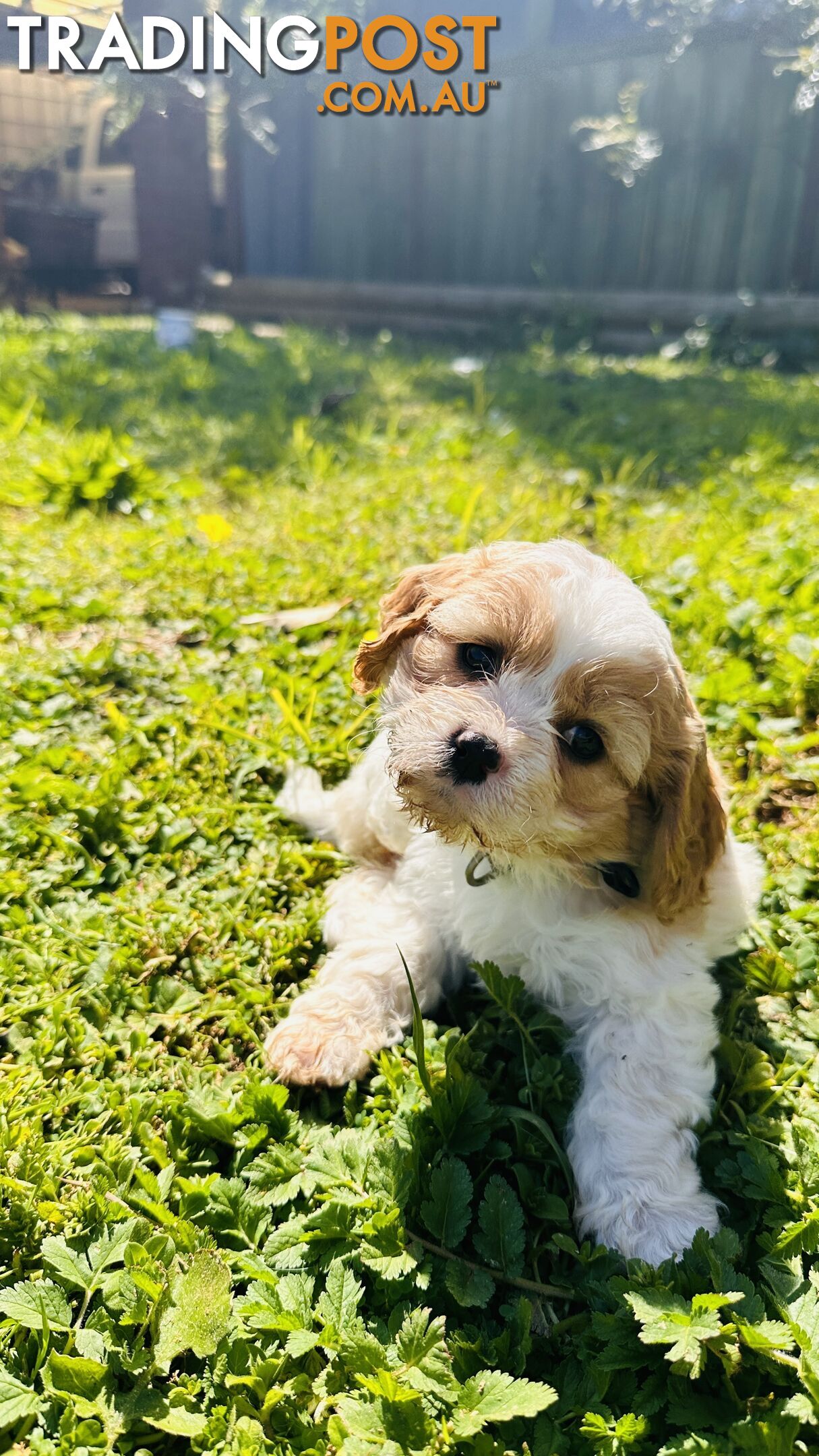 Cavalier King Charles puppies