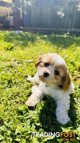 Cavalier King Charles puppies