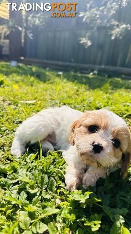 Cavalier King Charles puppies