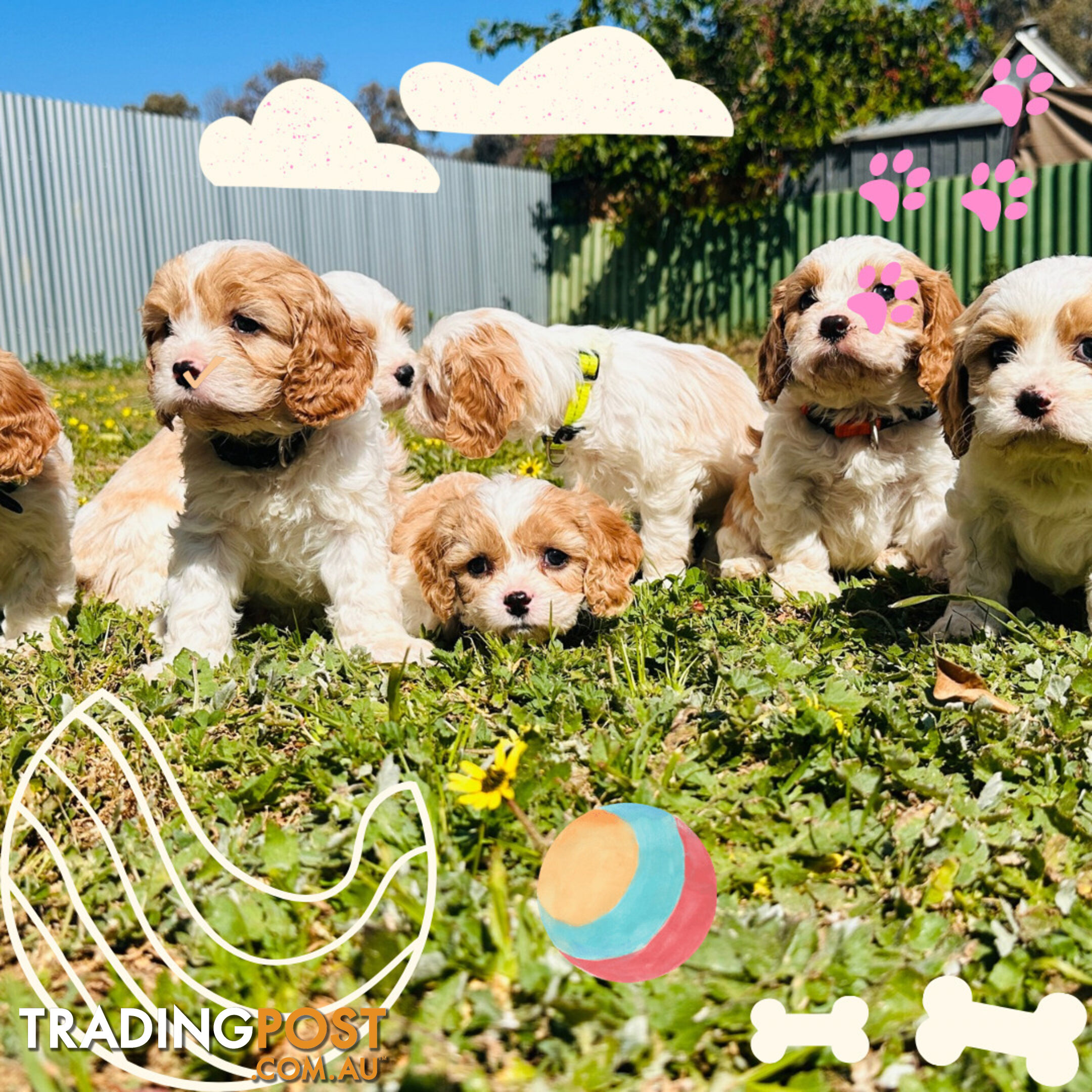 Cavalier King Charles puppies