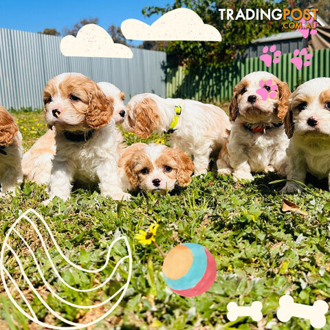 Cavalier King Charles puppies