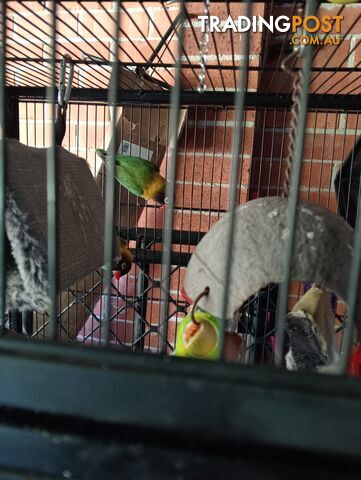 2 Lovebirds pair for sale with cage