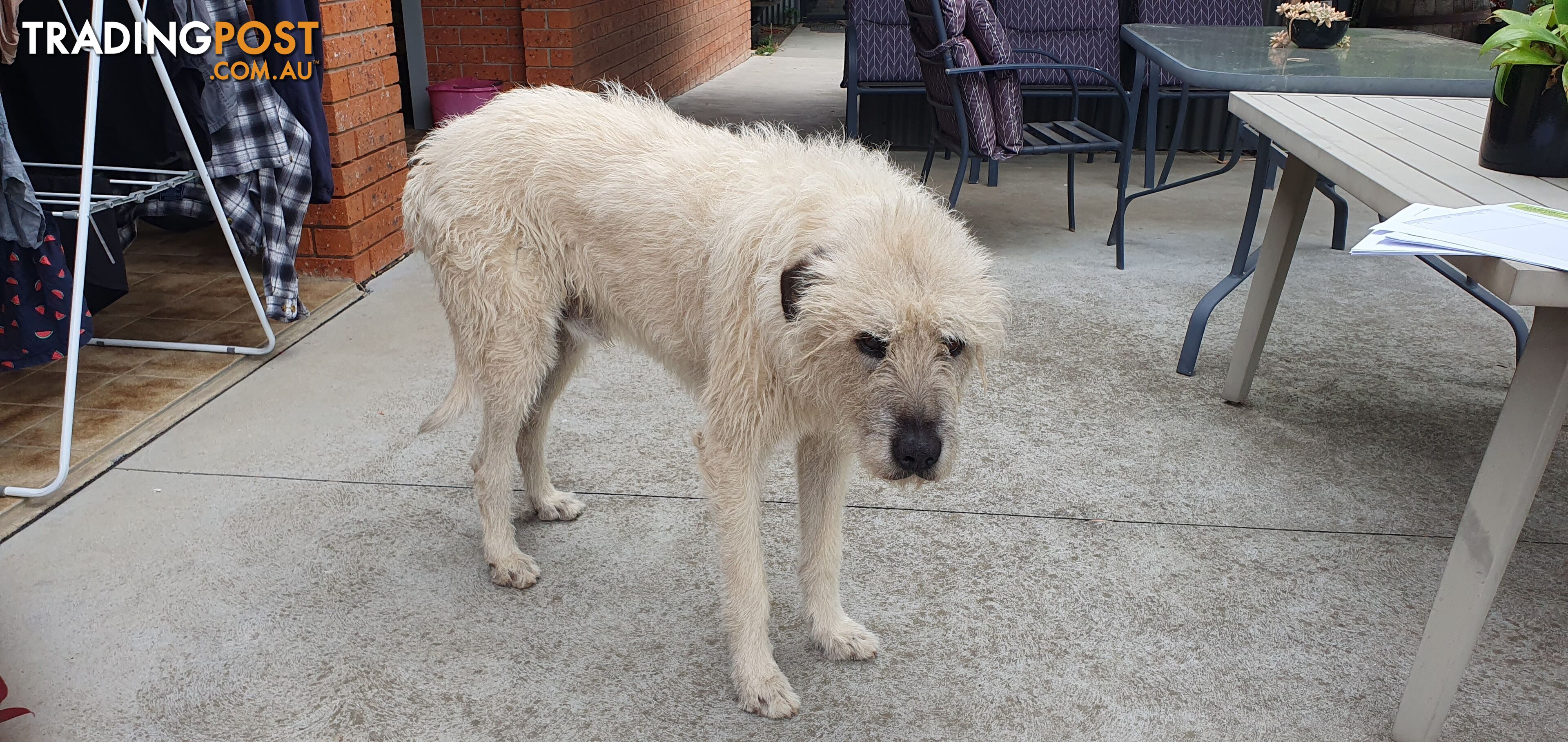 Kelpie Wolfhound cross puppies