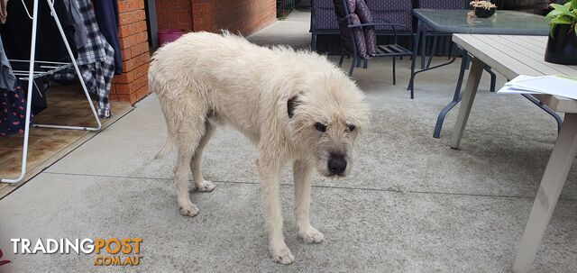 Kelpie Wolfhound cross puppies