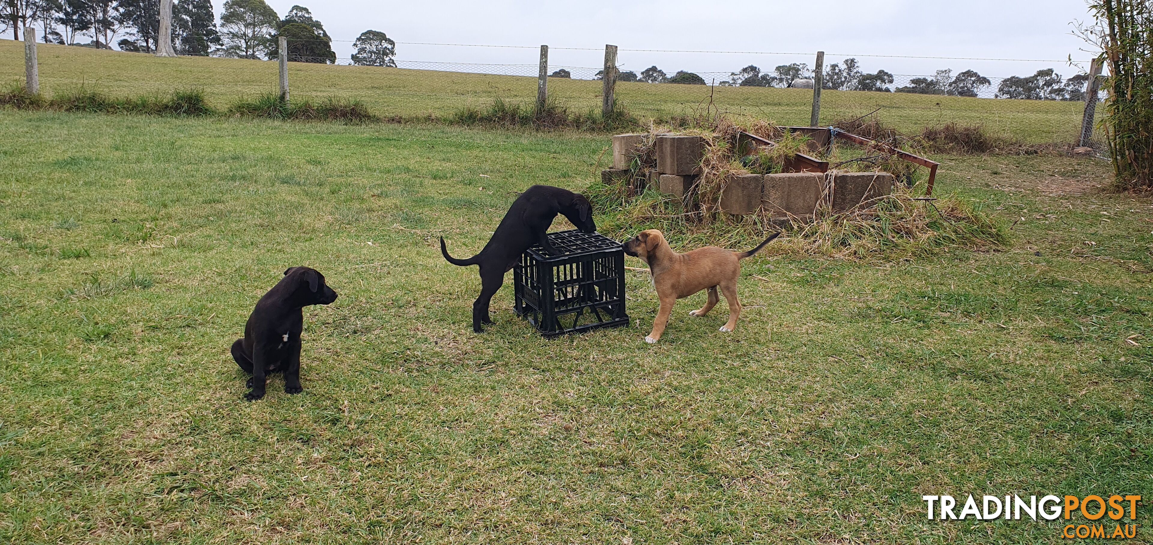 Kelpie Wolfhound cross puppies