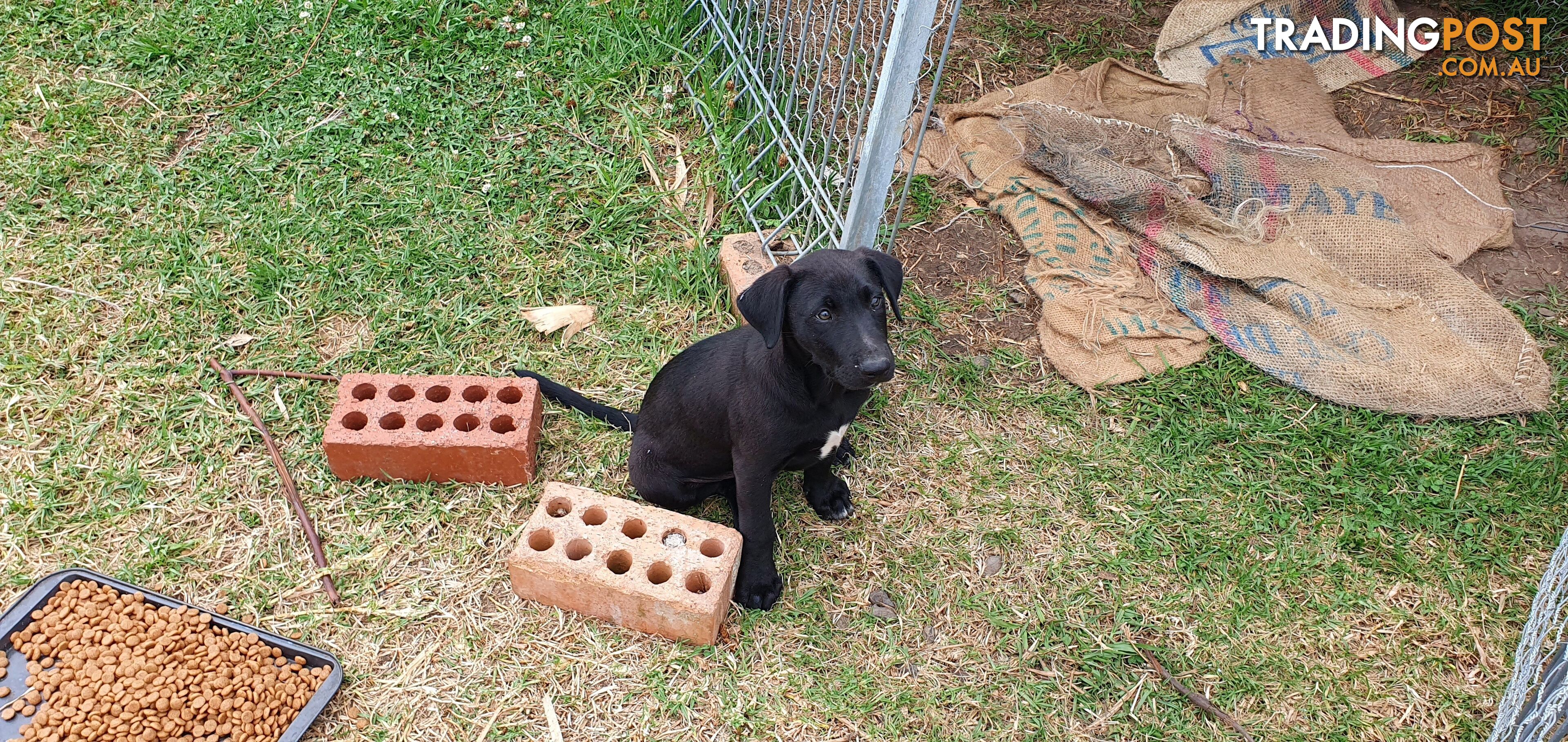 Kelpie Wolfhound cross puppies